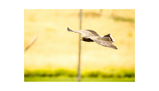 お料理方法 を英語で伝える 実践編 解説 Chuzumaeigo 海外生活に必要な英語力と生き抜く力